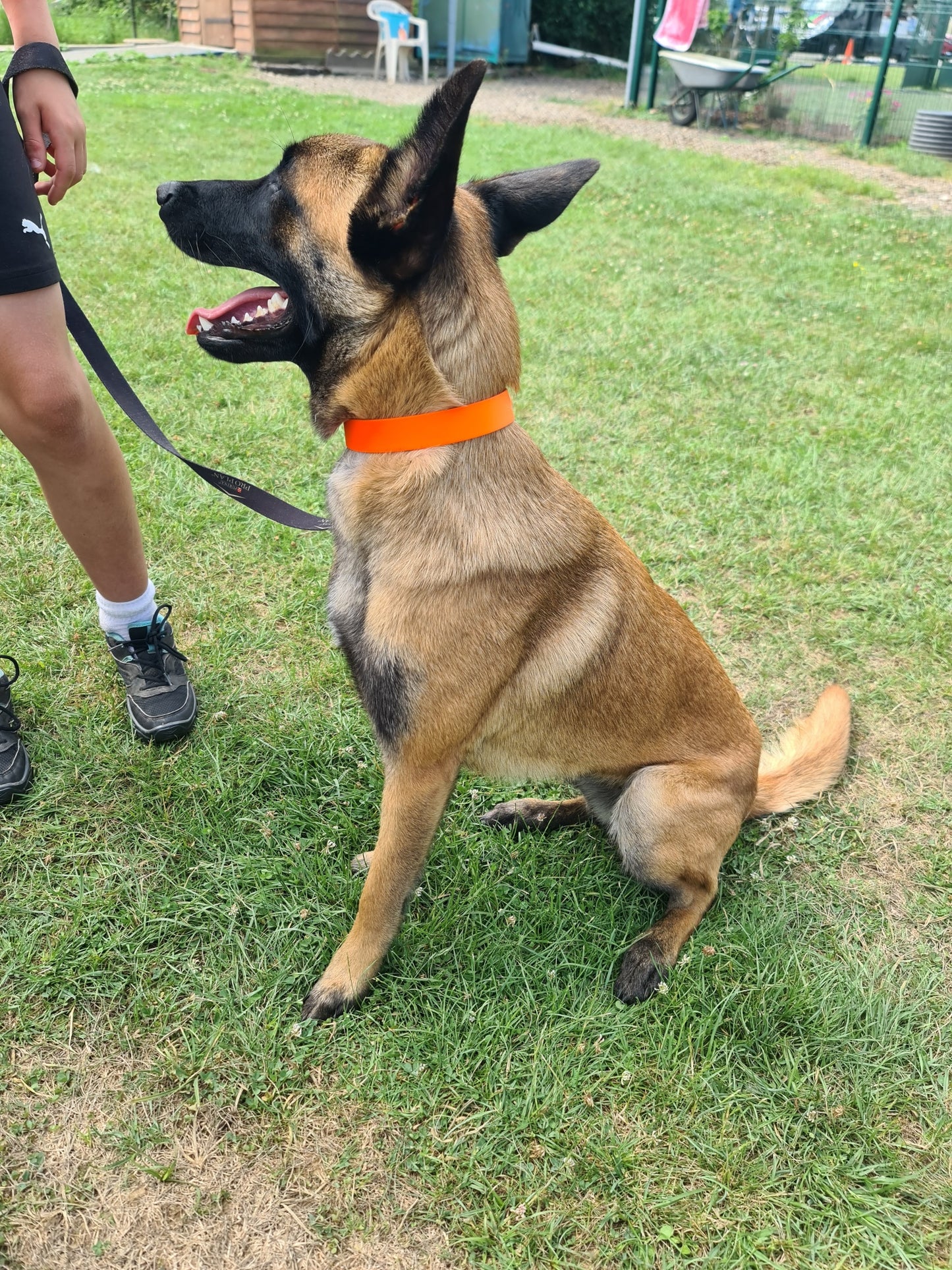 chien malinois avec un collier orange flashy de chez utessya