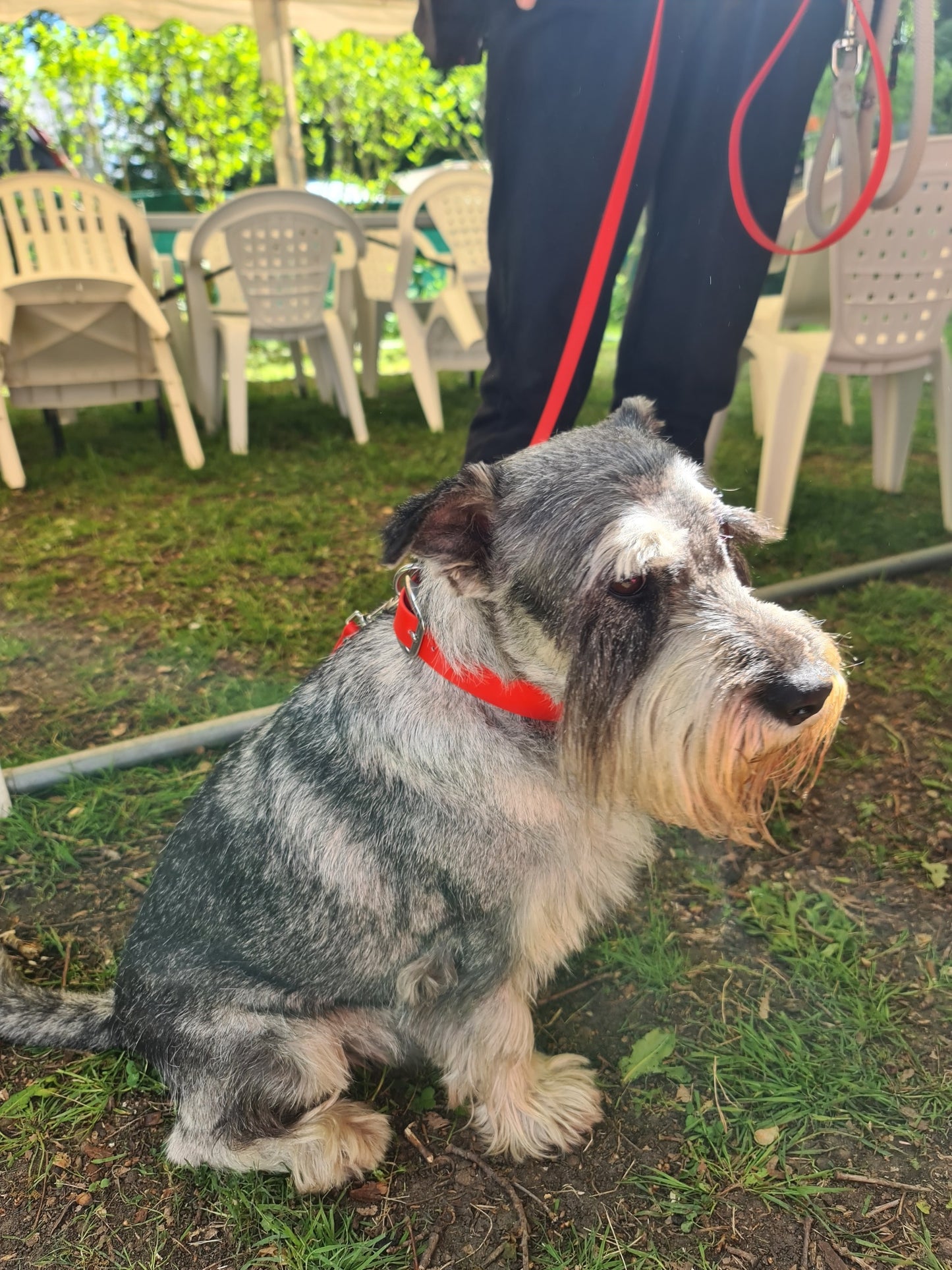Schnauzer assis avec un collier et une laisse couleur grenadine de chez Utessya