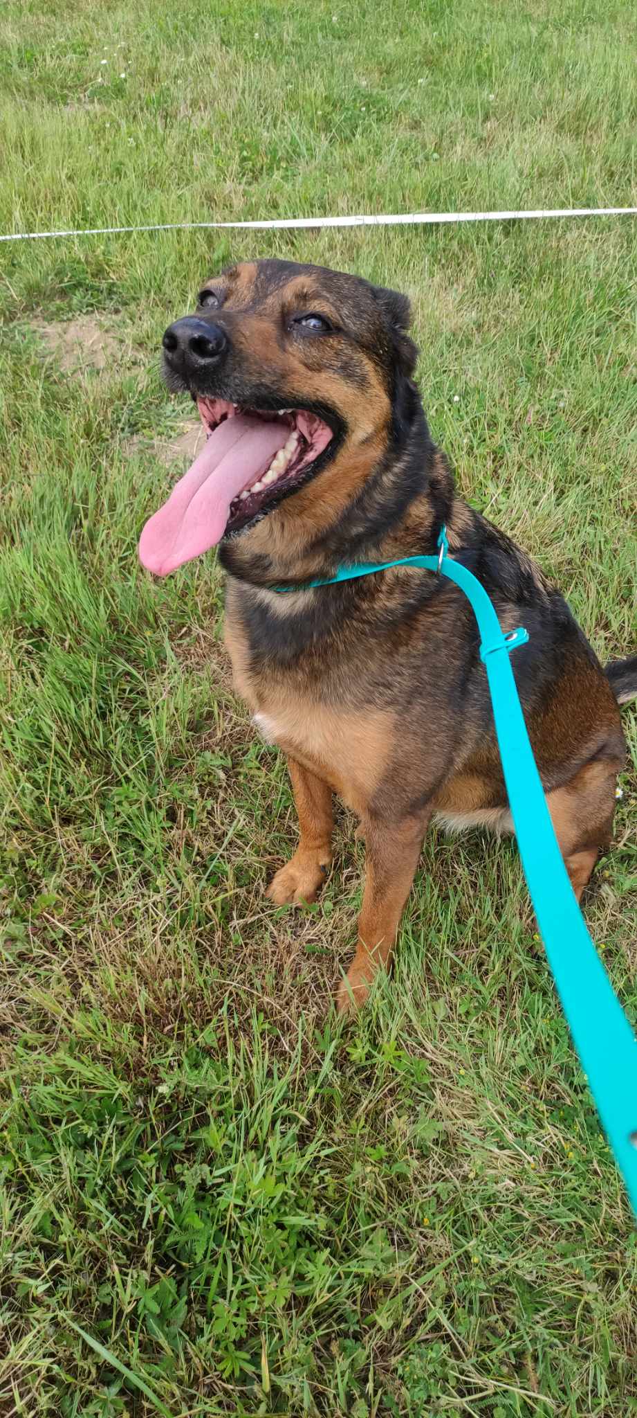 chien croisé assis sur herbe avec une laisso lasso émeraude de chez Utessya