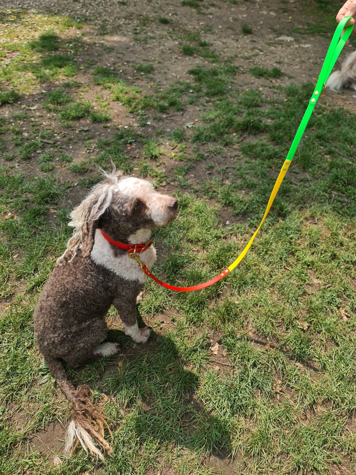 chien d'eau espagnole avec un collier grenadine et une laisse création Rasta de chez Utessya