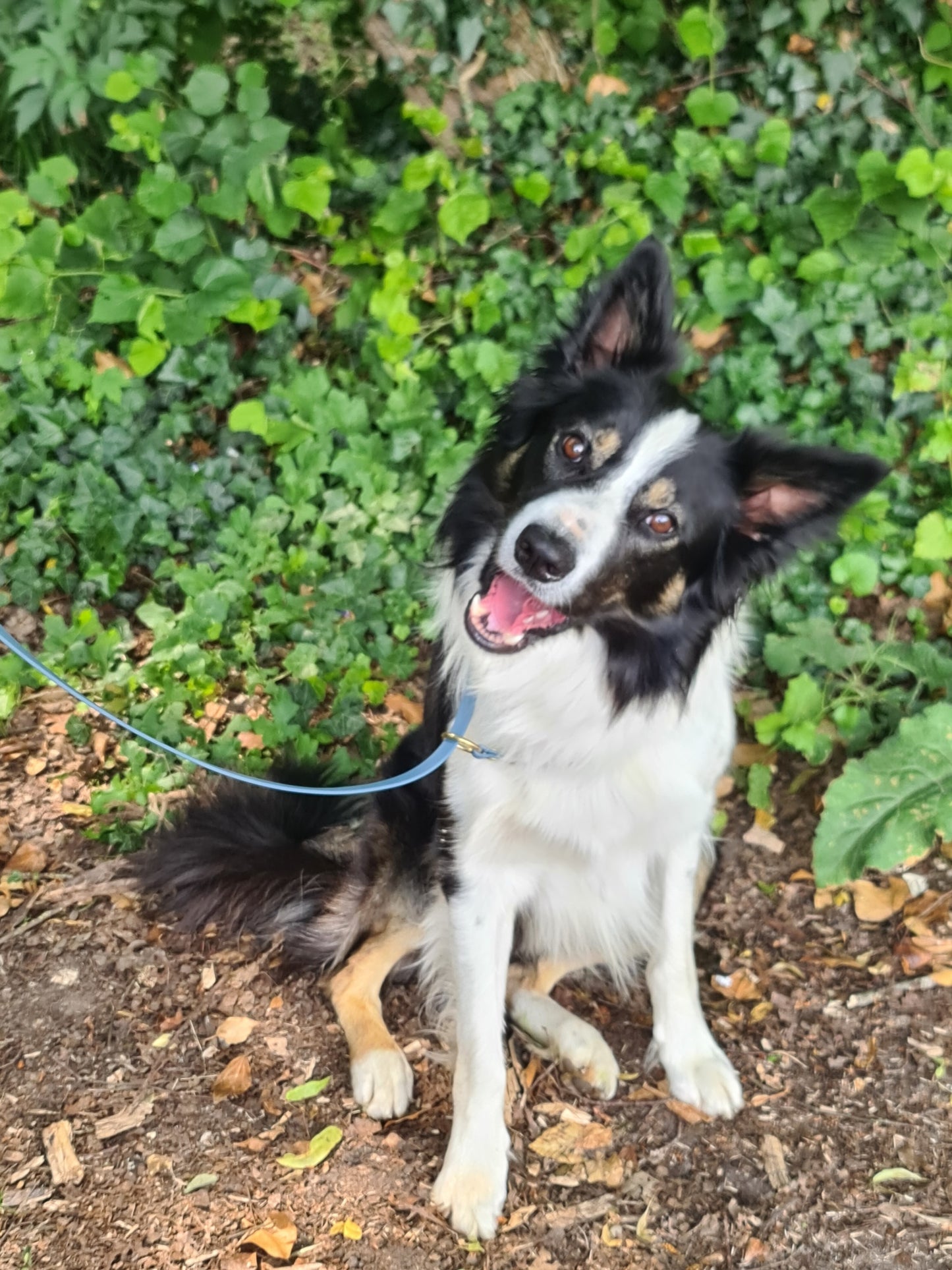 Border collie assis avec une laisse lasso de chez Utessya