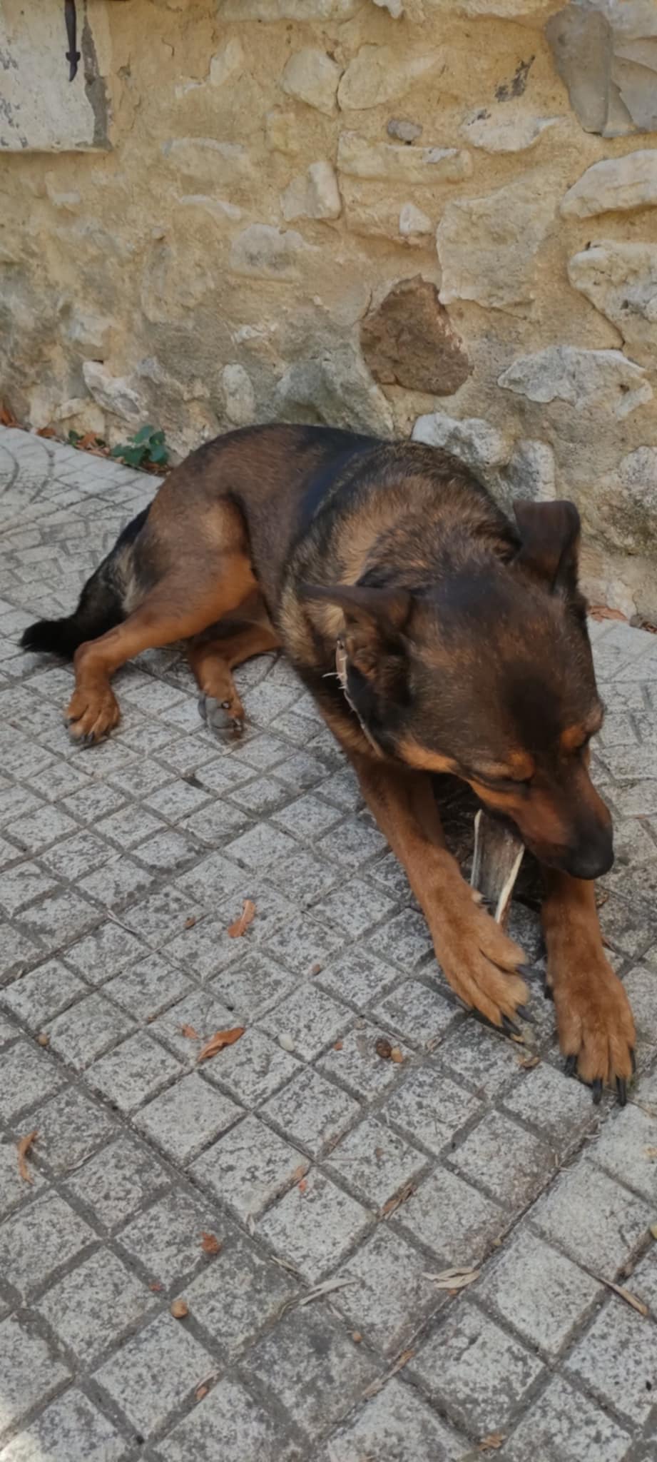 chien dans une cours entrain de manger un bois de cerf tranché de chez Utessya
