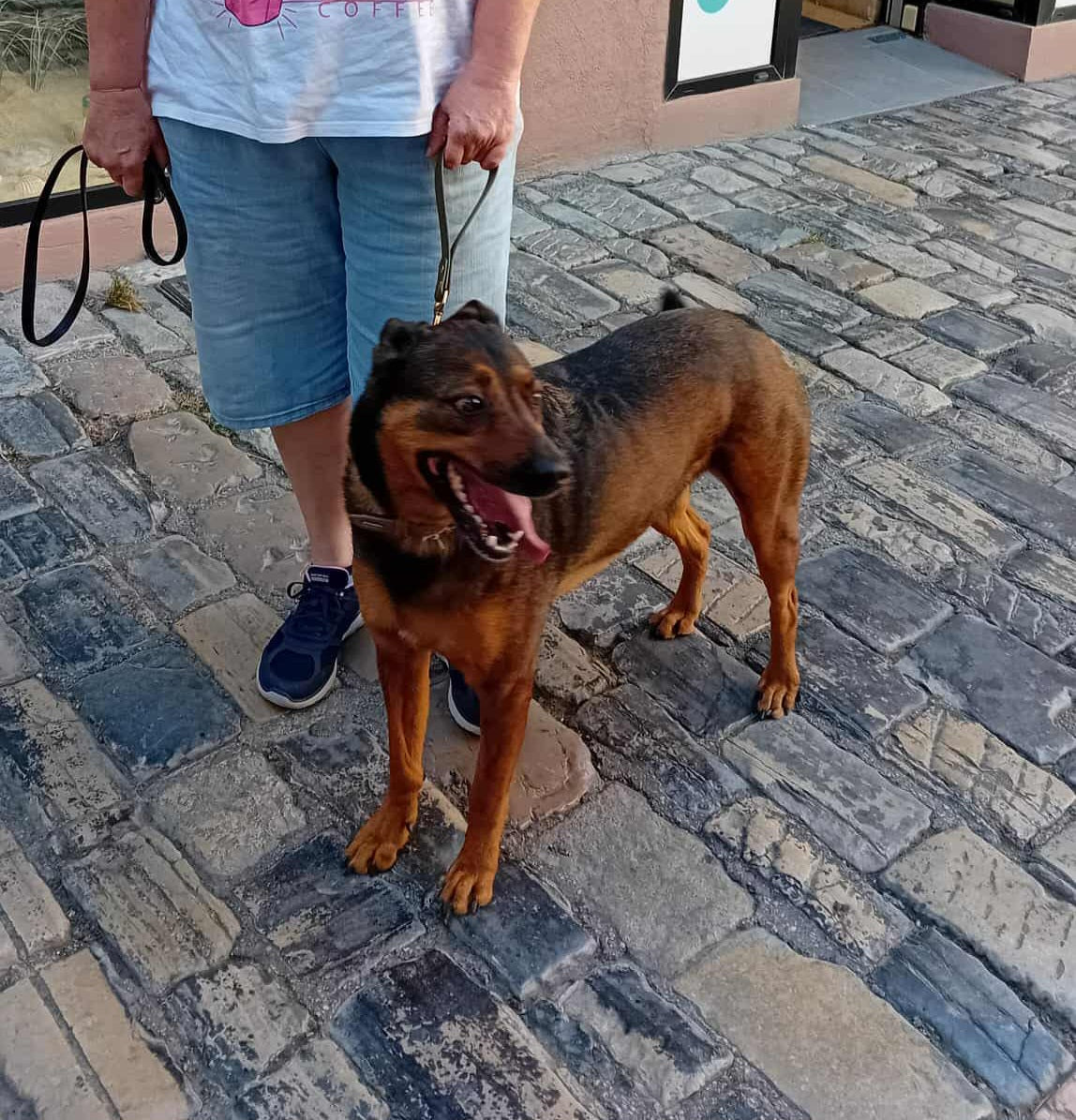 chien avec son maitre dans la rue attaché grâce à sa laisse poignée de chez Utessya