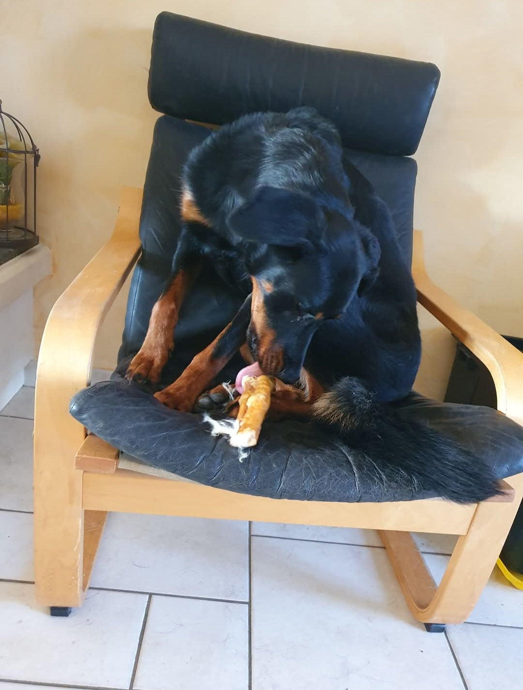 Beauceron assis sur une chaise mangeant une peau de lapin friandises naturelle de chez Utessya