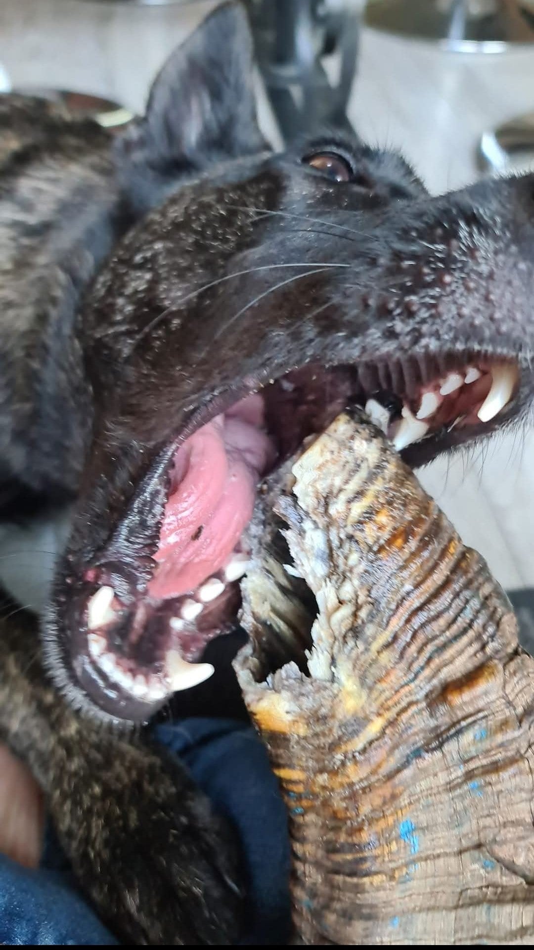 chien mangeant une corne de mouton de chez Utessya