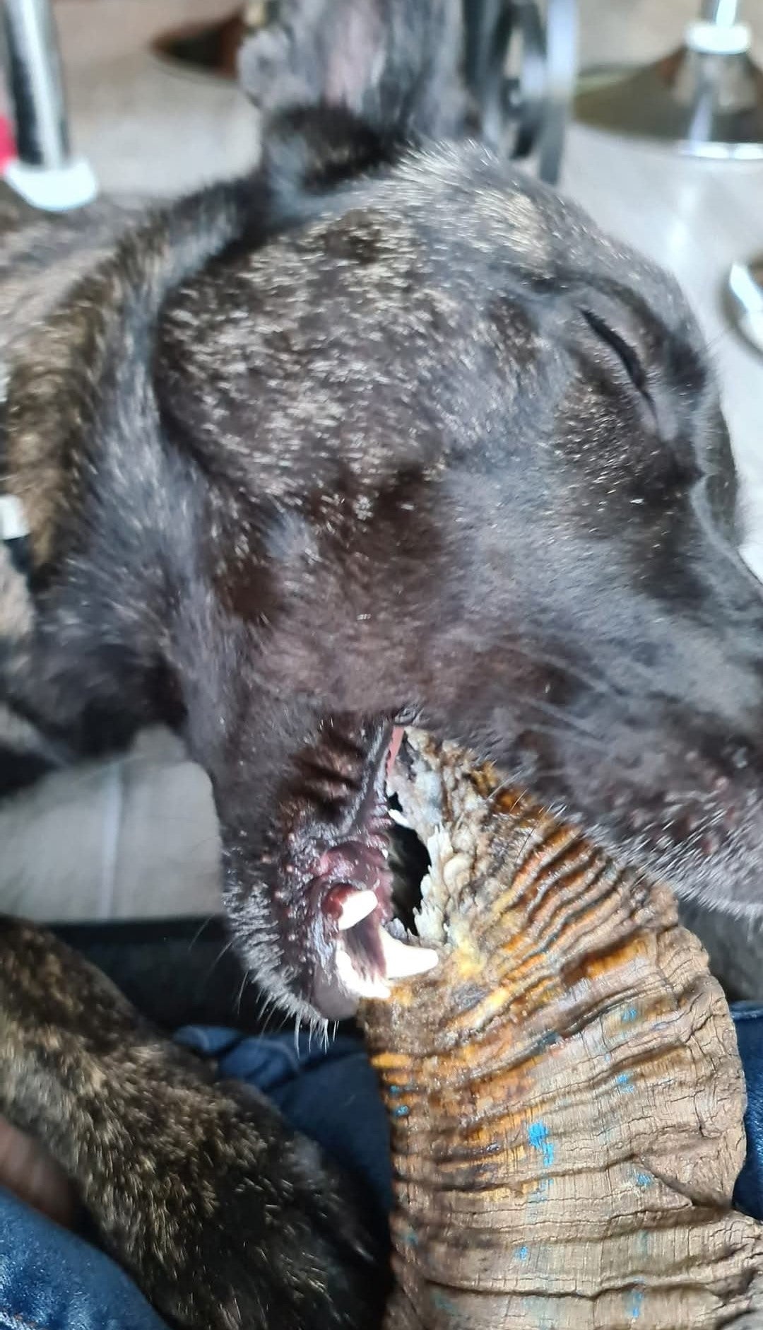 chien prenant plaisir avec les yeux fermés à manger une corne mouton de chez Utessya