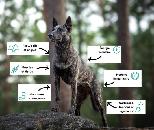 La friandise décryptée... 🦴