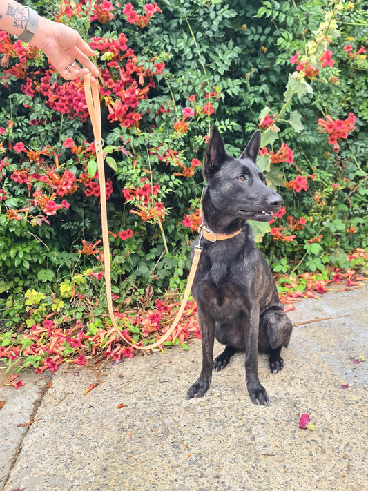 Chien noir équipé d’un collier et d’une laisse tenue à la main, parfait pour les balades contrôlée avec les accessoires Utessya.