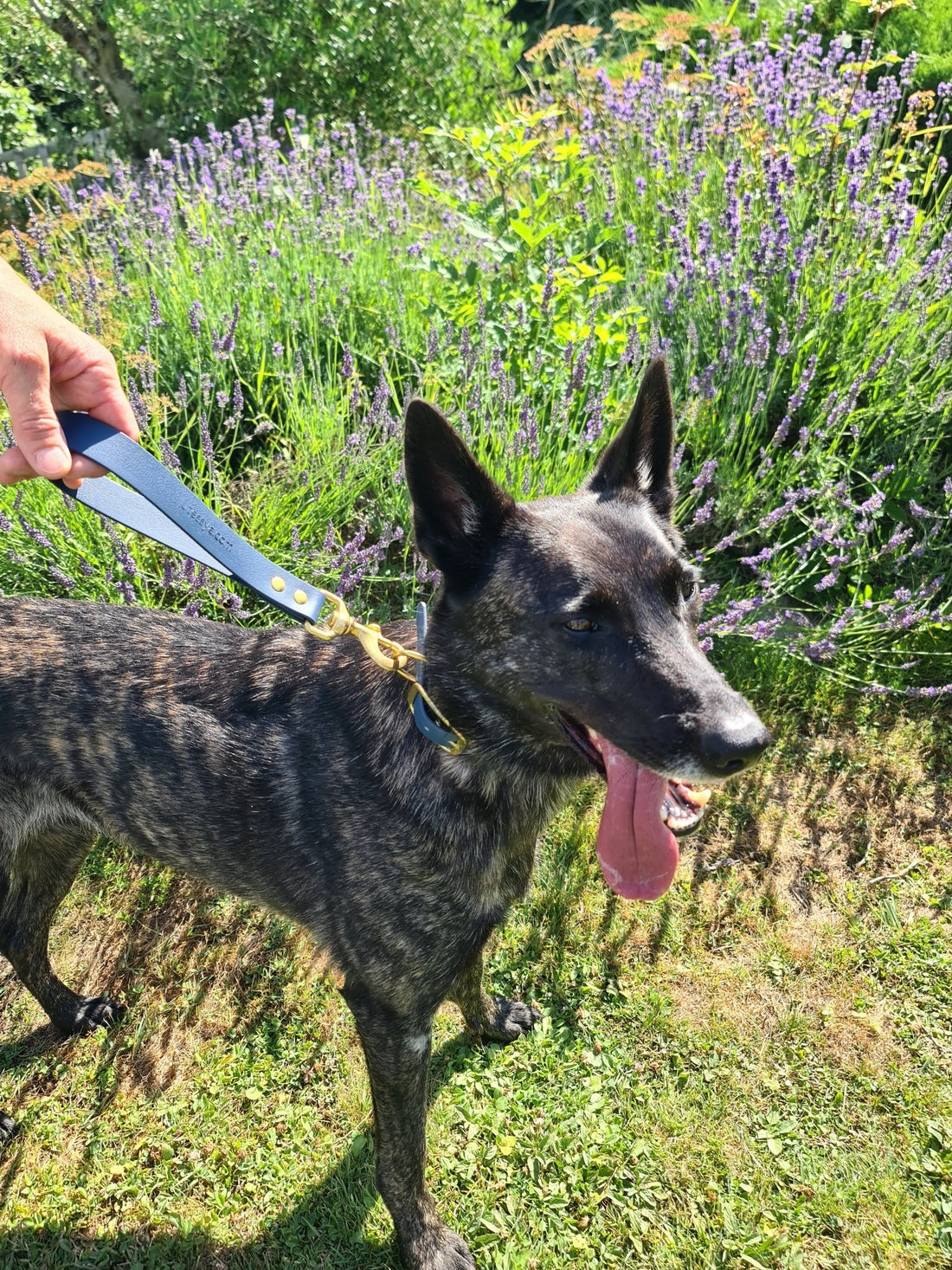 Chien en promenade avec la laisse poignée classik bleu saphir Utessya dans un champs de lavandes