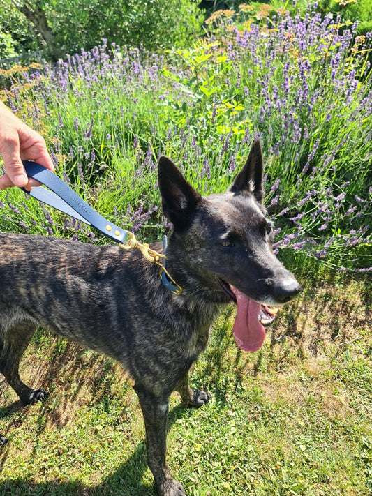 Chien en promenade avec la laisse poignée classik bleu saphir Utessya dans un champs de lavandes