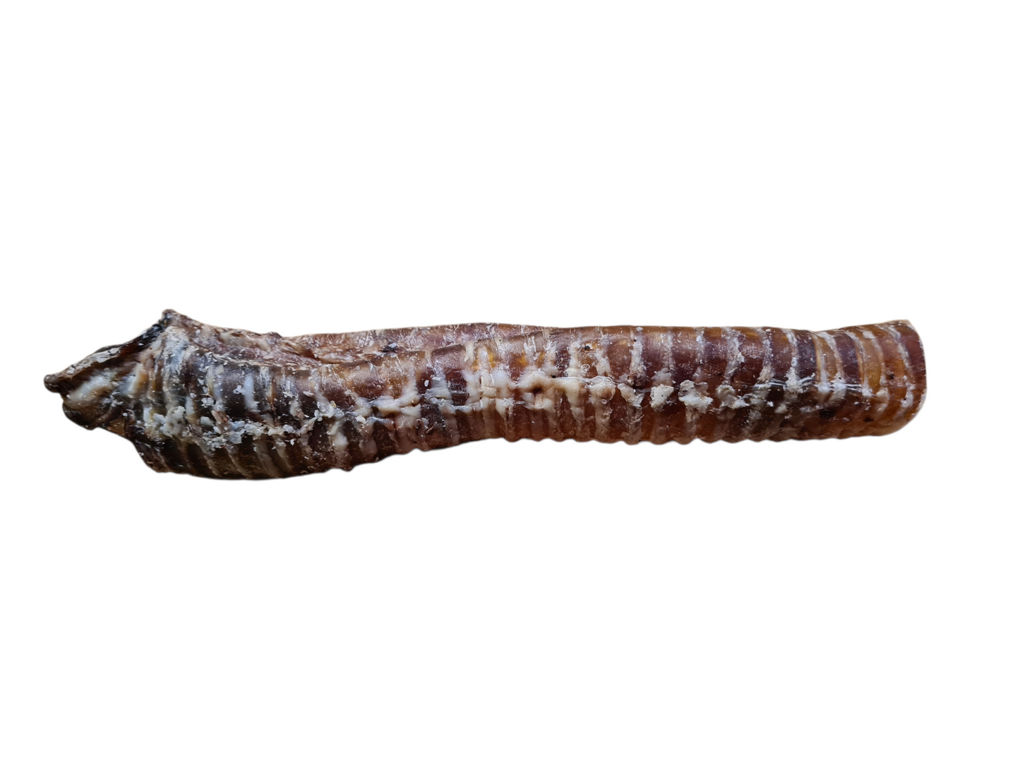 Trachée de Bœuf 30 cm 🐂