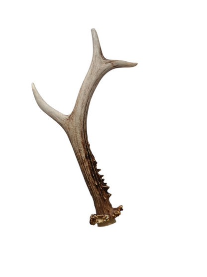 Bois de Chevreuil entier 🦌