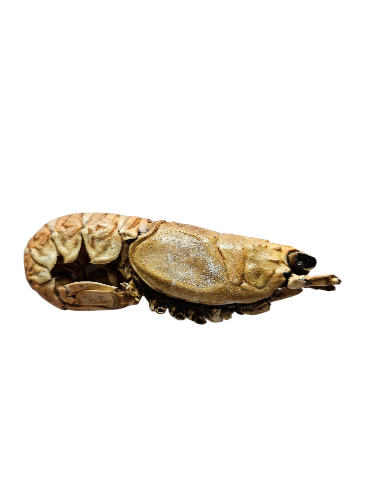 Langoustine séchées 🦐