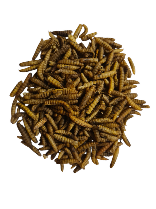 Larves de mouche Soldat Noir séchées🪳