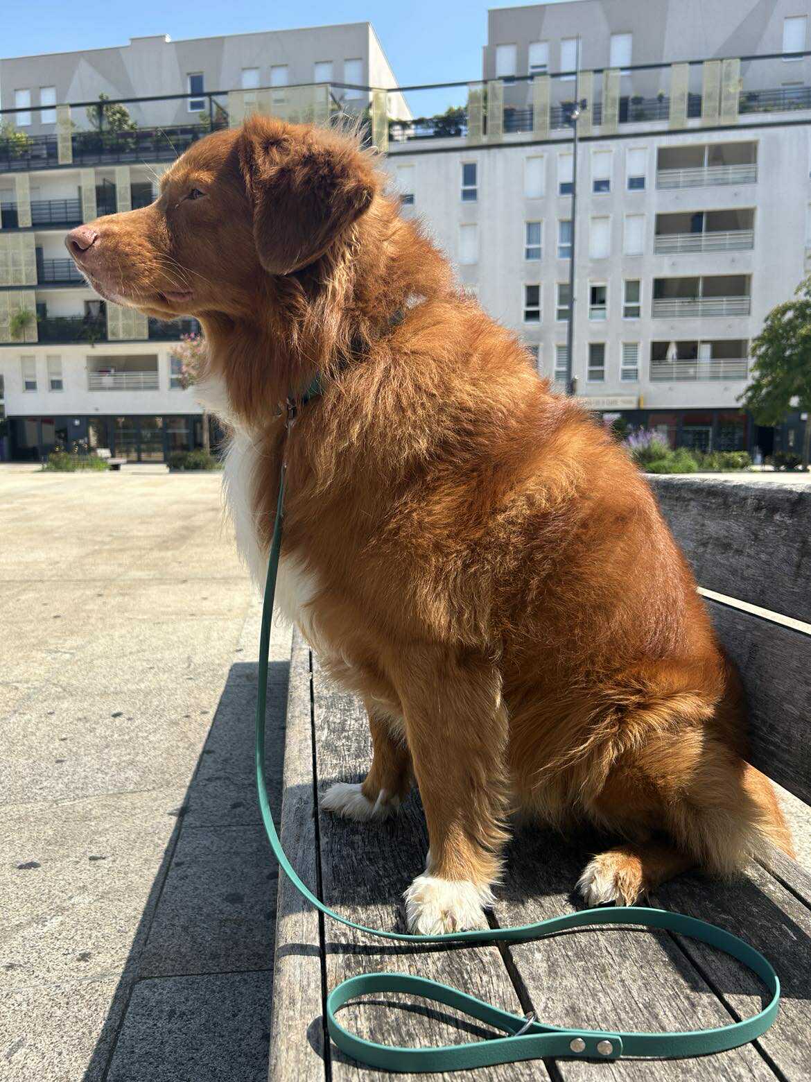 ★★★★★ Laisse "Classik" Jade