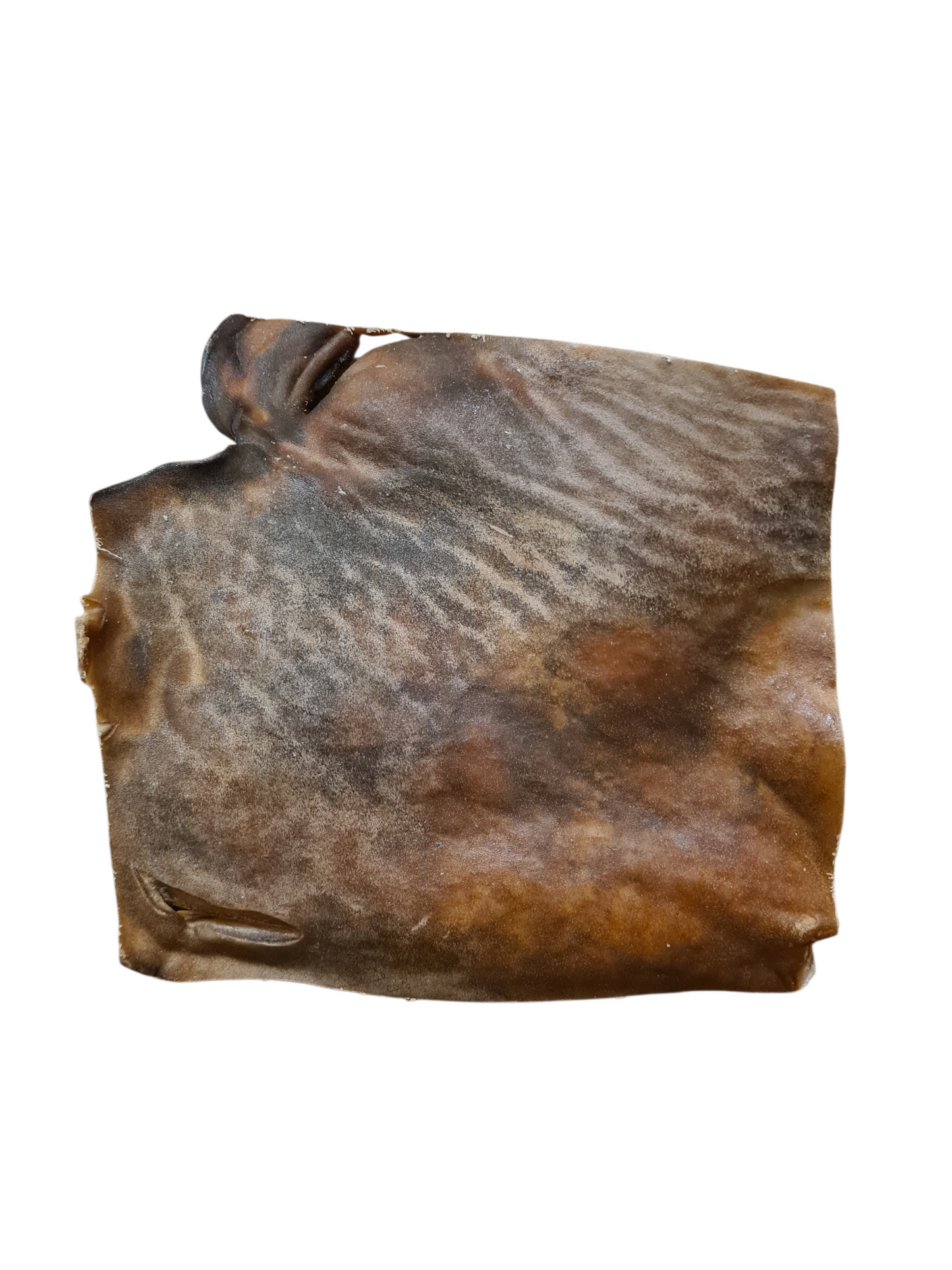 Plaque de peau de chameau pour chien