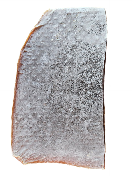 Plaque de Calamar 🦑