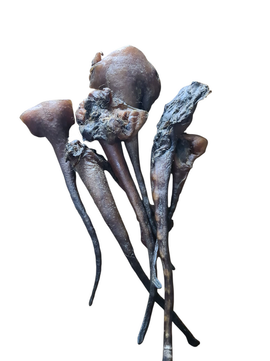 Queue de Sanglier 🐗*