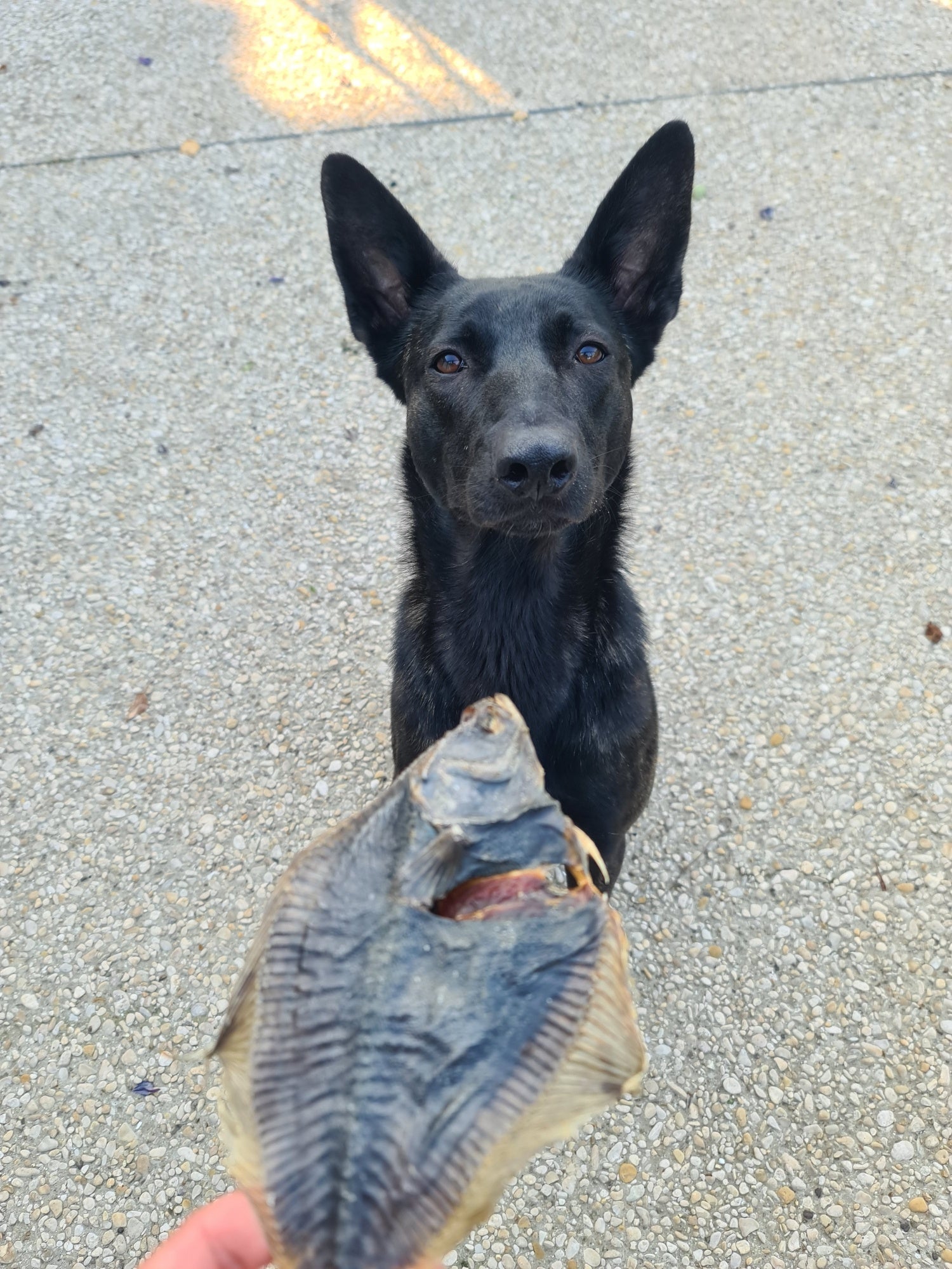 Chien regardant un carrelet séché devant lui de chez Utessya