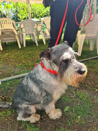 Schnauzer assis avec un collier et une laisse couleur grenadine de chez Utessya