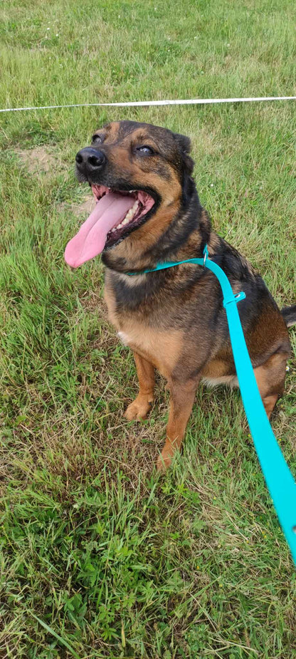 chien croisé assis sur herbe avec une laisso lasso émeraude de chez Utessya