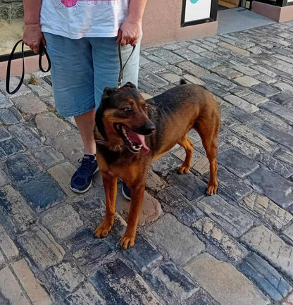 chien avec son maitre dans la rue attaché grâce à sa laisse poignée de chez Utessya