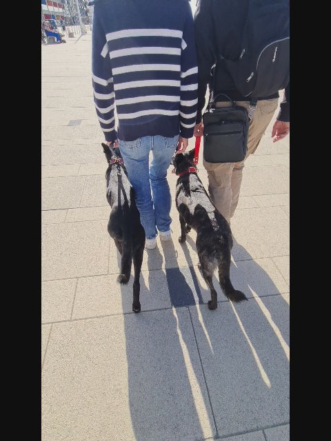 Vidéo démontrant l’usage d’une laisse poignée pour garder un chien à proximité.