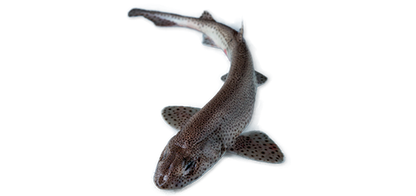 Roussette sauvage • Petit Requin🦈