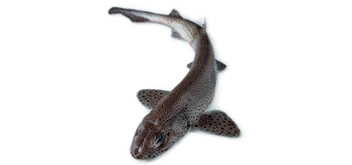 Roussette sauvage • Petit Requin🦈